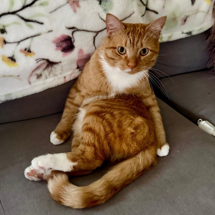 Nacho 2