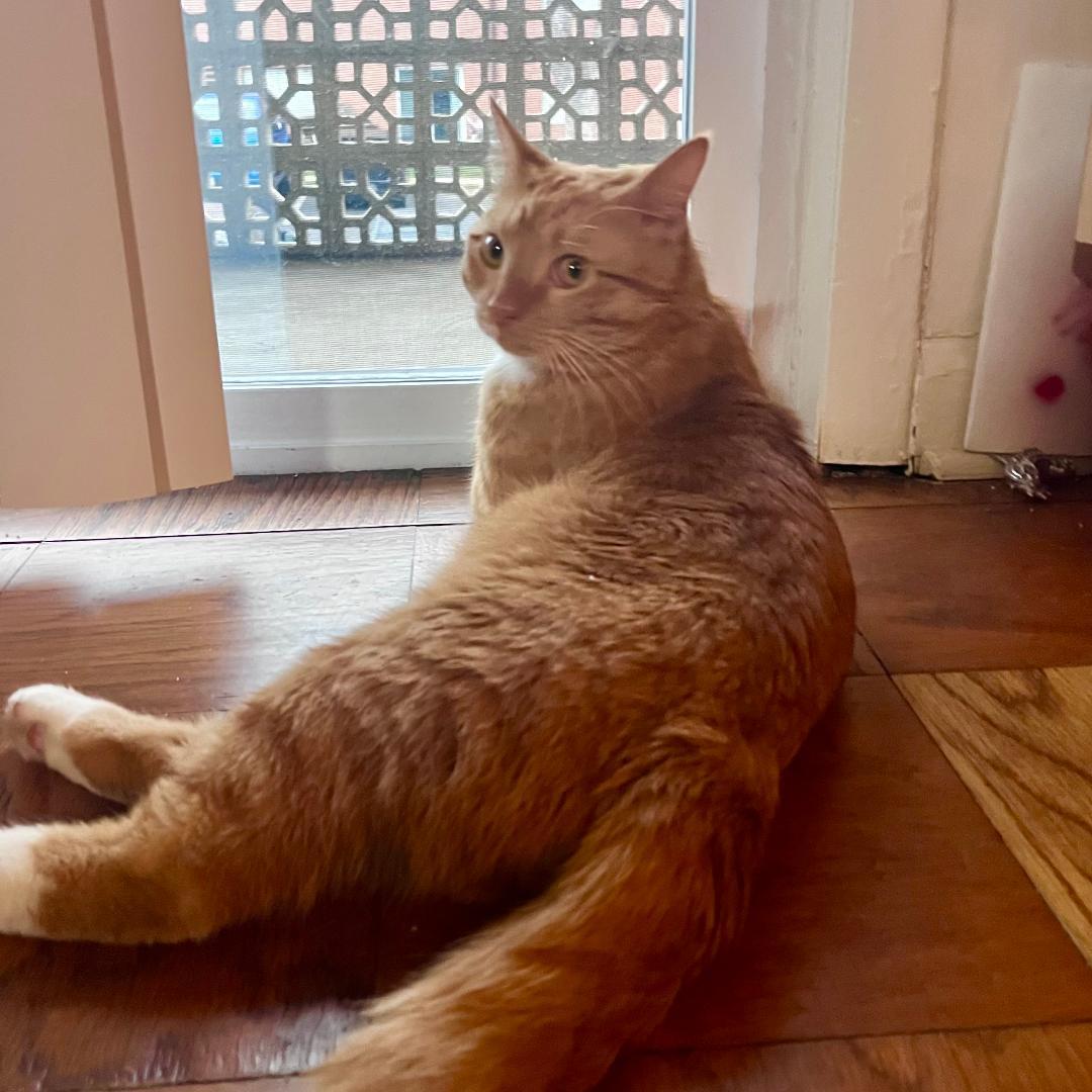 Nacho
