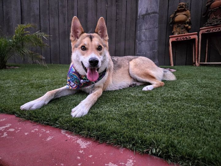 Maximus 1