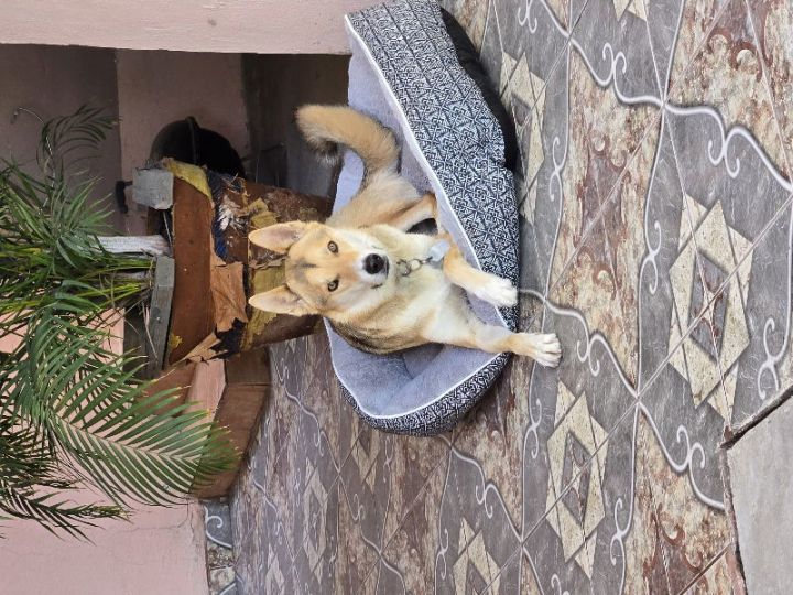 Maximus 2