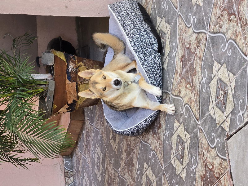 Maximus