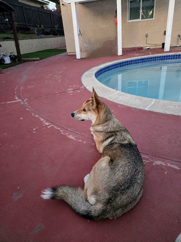Maximus 3