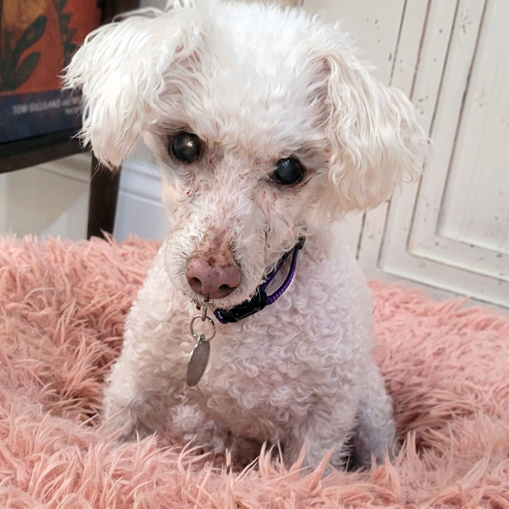 Charli #490, an adoptable Maltese in Placentia, CA, 92871 | Photo Image 1