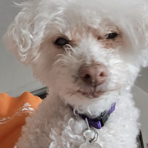 Charli #490, an adoptable Maltese in Placentia, CA, 92871 | Photo Image 2