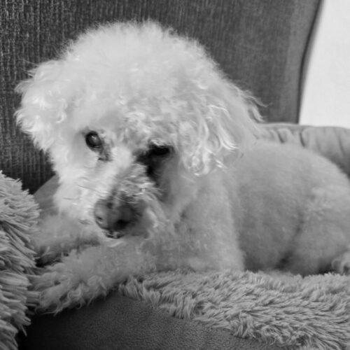 Charli #490, an adoptable Maltese in Placentia, CA, 92871 | Photo Image 3