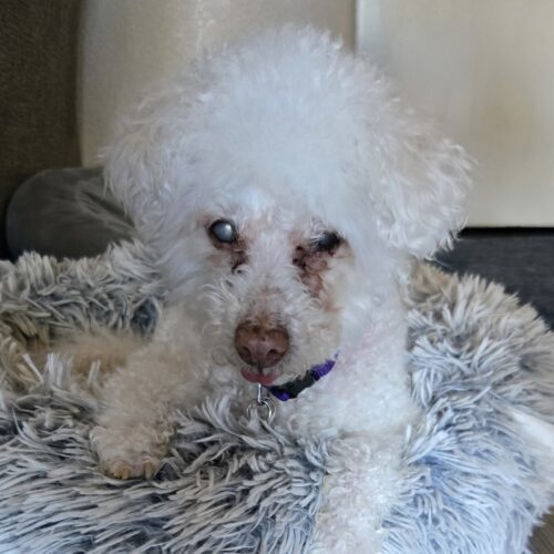 Charli #490, an adoptable Maltese in Placentia, CA, 92871 | Photo Image 4