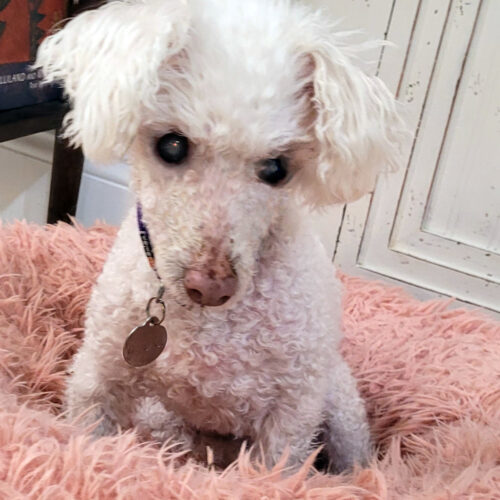 Charli #490, an adoptable Maltese in Placentia, CA, 92871 | Photo Image 5