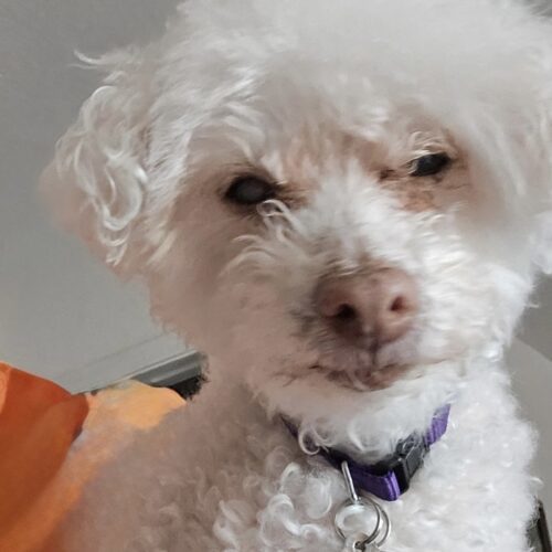 Charli #490, an adoptable Maltese in Placentia, CA, 92871 | Photo Image 6