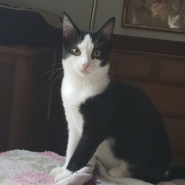 Simone