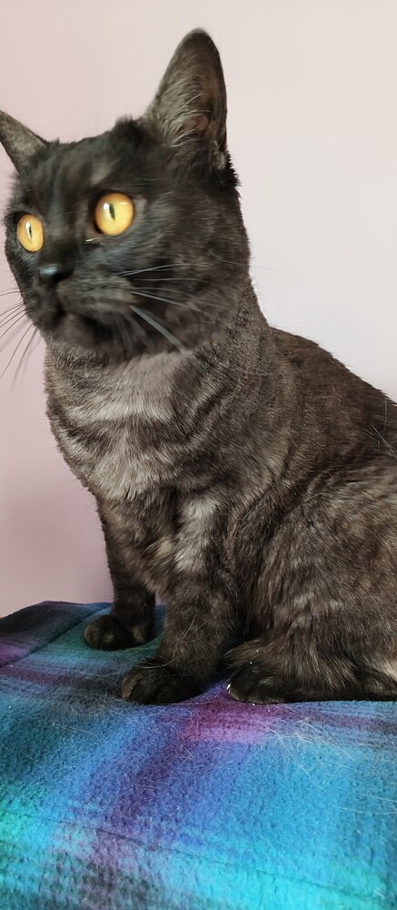 Sheba
