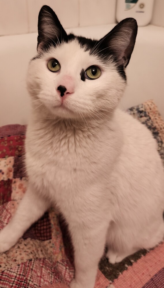 Meeow-Meeow