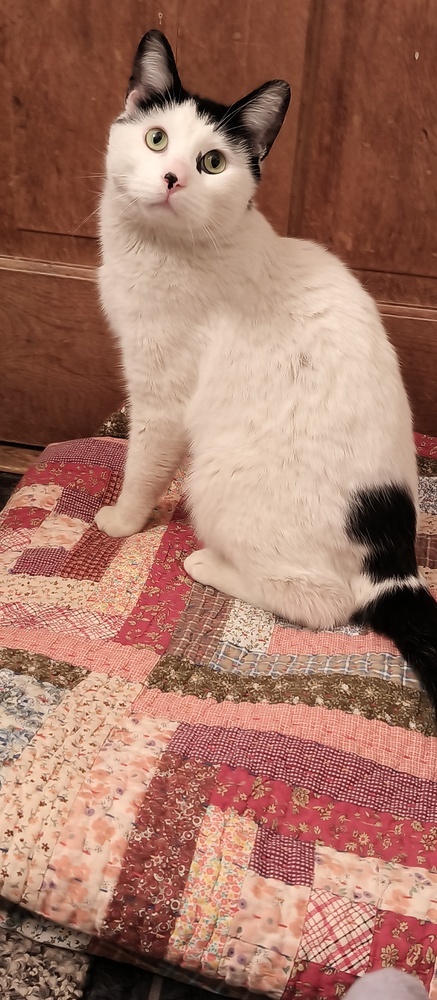 Meeow-Meeow