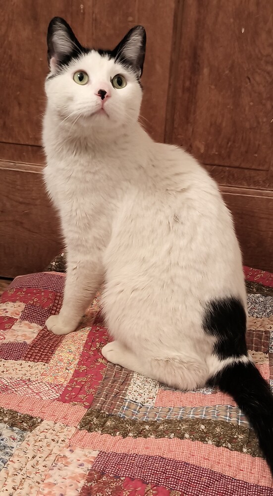 Meeow-Meeow