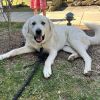 Cowboy - 25109 photo 1
