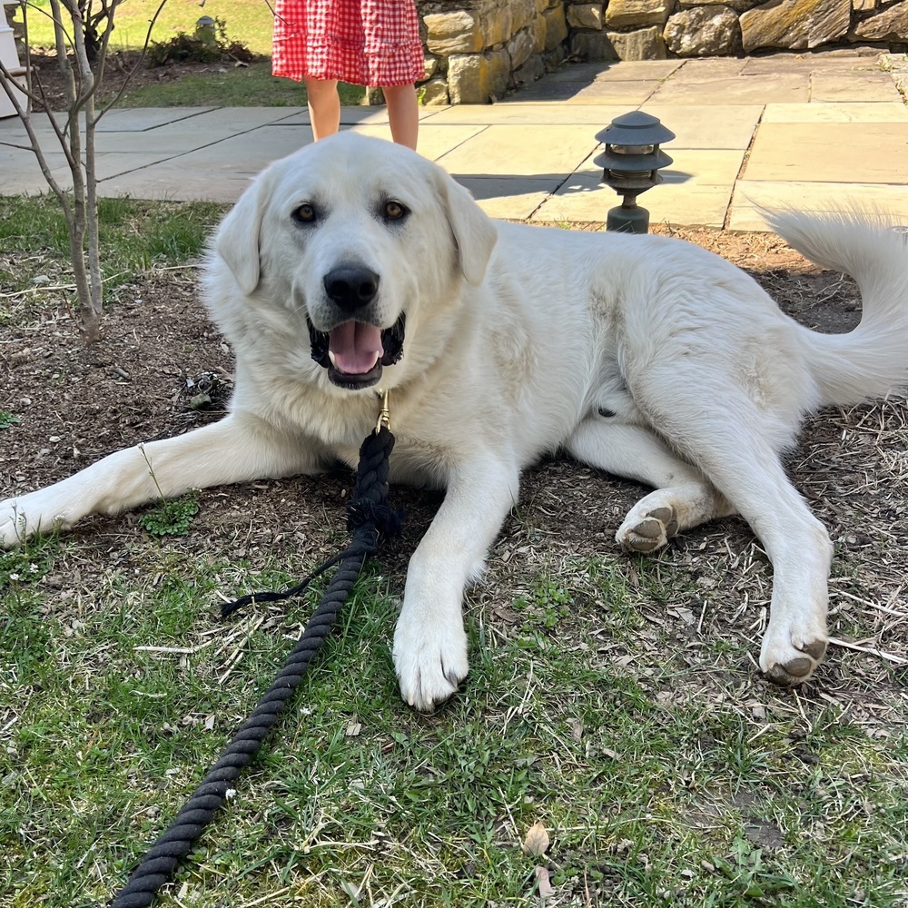 Cowboy - 25109, an adoptable Great Pyrenees, Akbash in Armonk, NY, 10504 | Photo Image 1