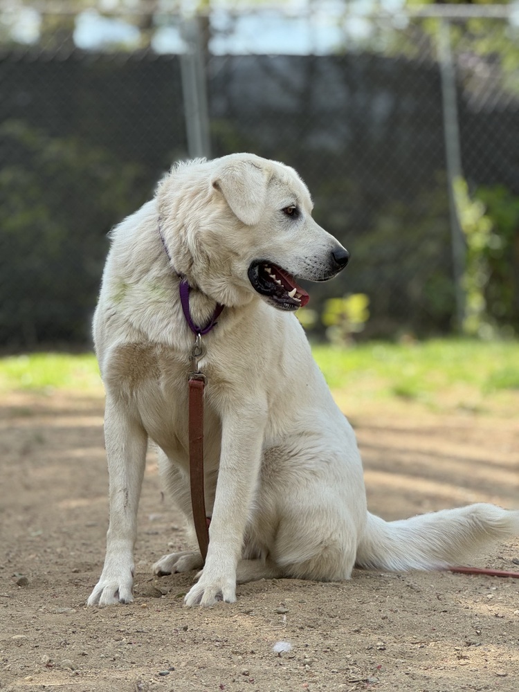 Cowboy - 25109, an adoptable Great Pyrenees, Akbash in Armonk, NY, 10504 | Photo Image 2