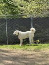 Cowboy - 25109 photo 3