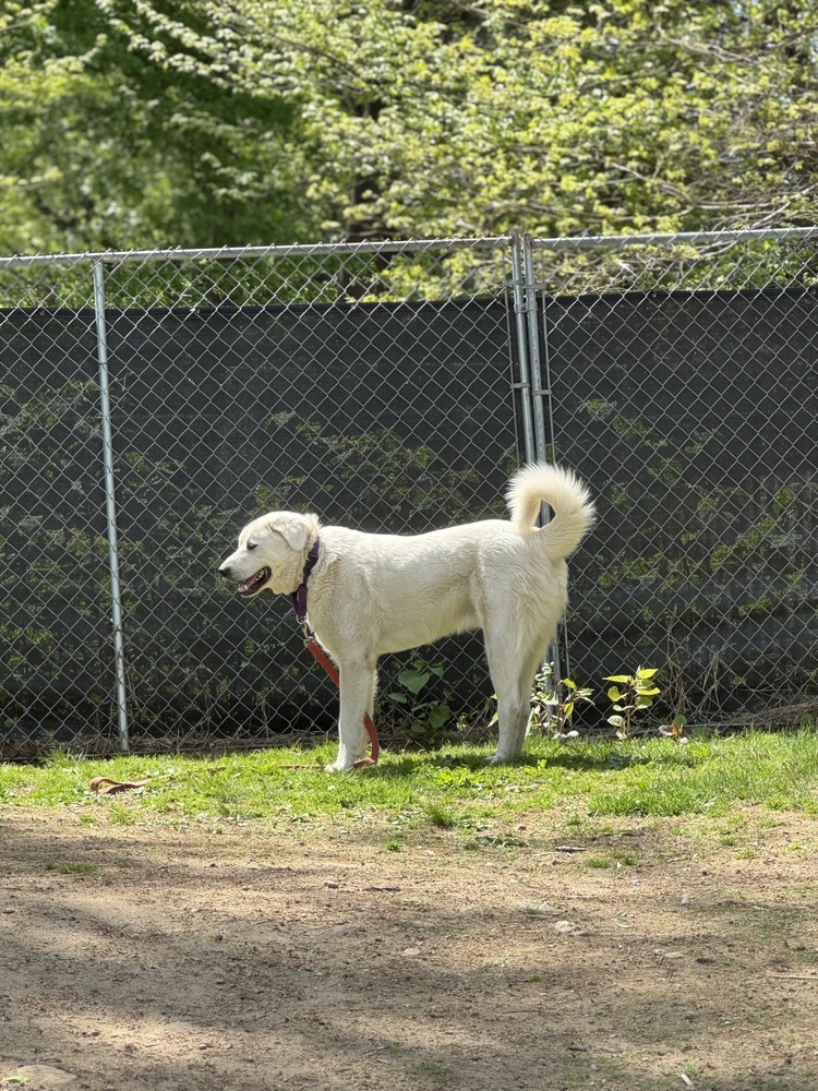 Cowboy - 25109, an adoptable Great Pyrenees, Akbash in Armonk, NY, 10504 | Photo Image 3