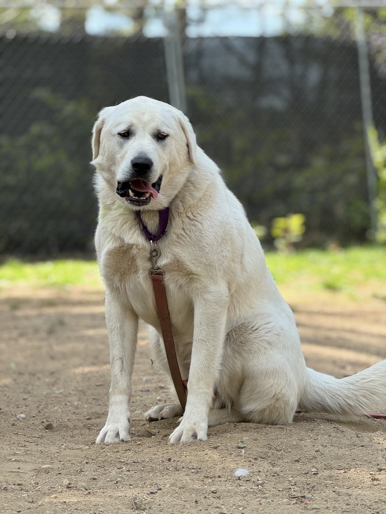 Cowboy - 25109, an adoptable Great Pyrenees, Akbash in Armonk, NY, 10504 | Photo Image 4