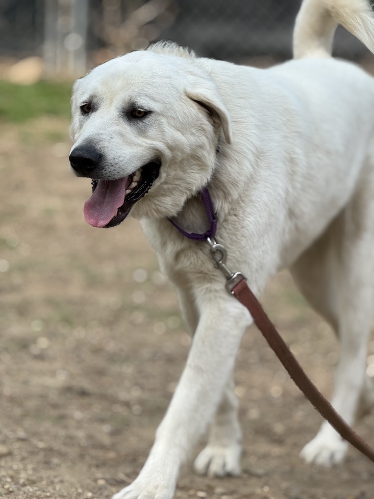Cowboy - 25109, an adoptable Great Pyrenees, Akbash in Armonk, NY, 10504 | Photo Image 5