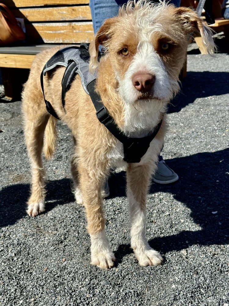 Ranger