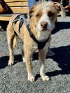 Ranger photo 2