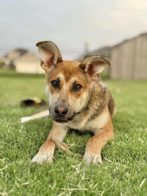 Gracie