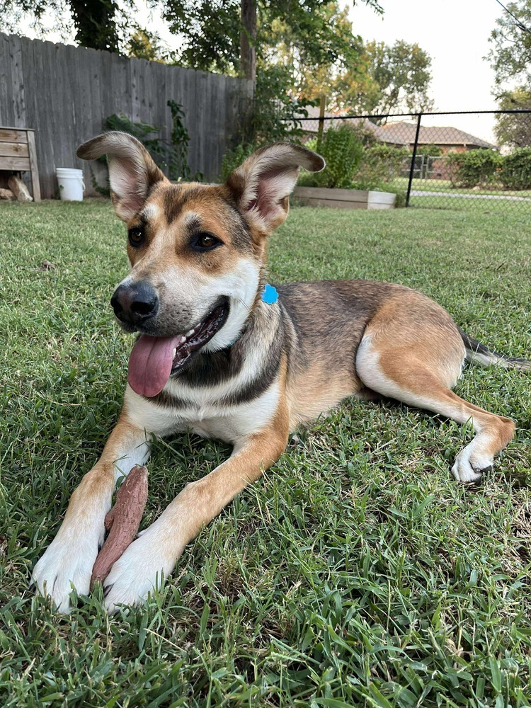 Gracie
