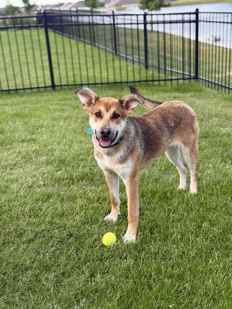 Gracie