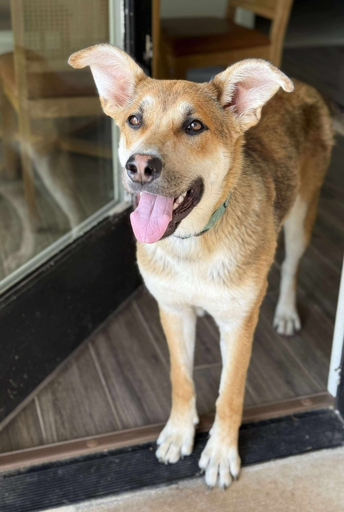 Gracie