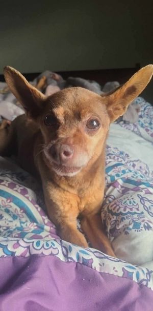 Sir Charles, Senior Male unknown