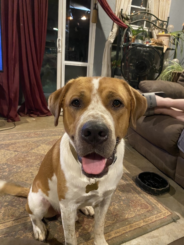 Goose