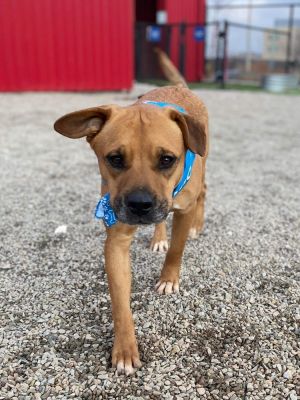 Tucker, Young Male unknown