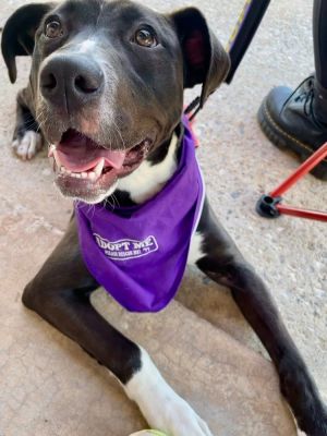 Dune, Baby Female Pit Bull Terrier
