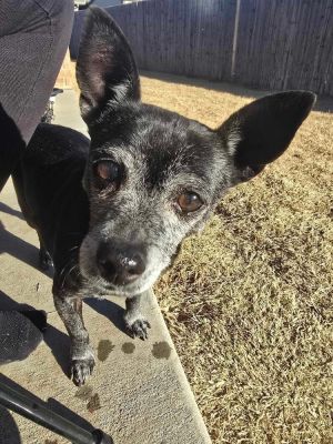 Jax, Senior Male unknown