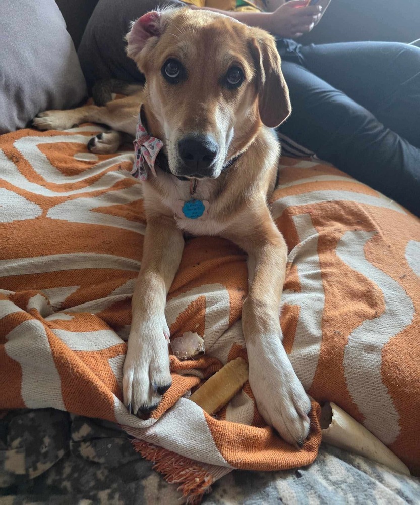Peanut