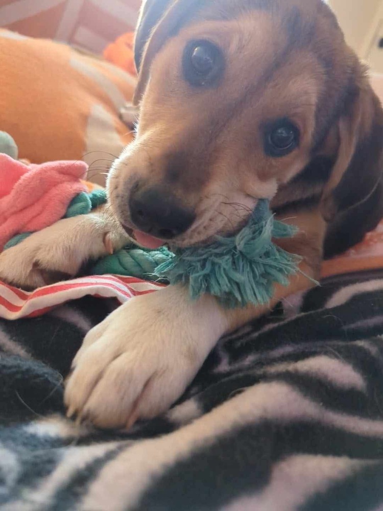 Peanut