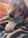 Peanut photo 3
