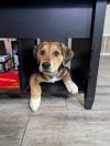 Peanut photo 5