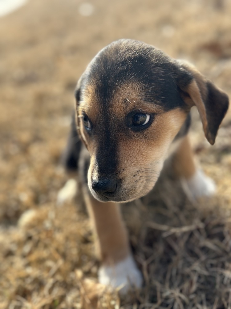 Peanut
