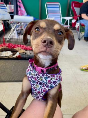 Milk Dud, Adult Female unknown