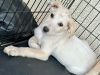 Sooki photo 6