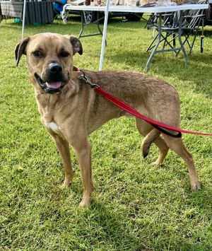 Oscar, Young Male Labrador Retriever