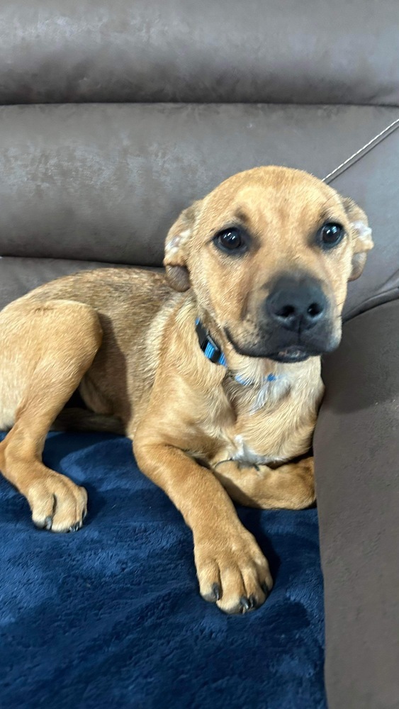 Oscar