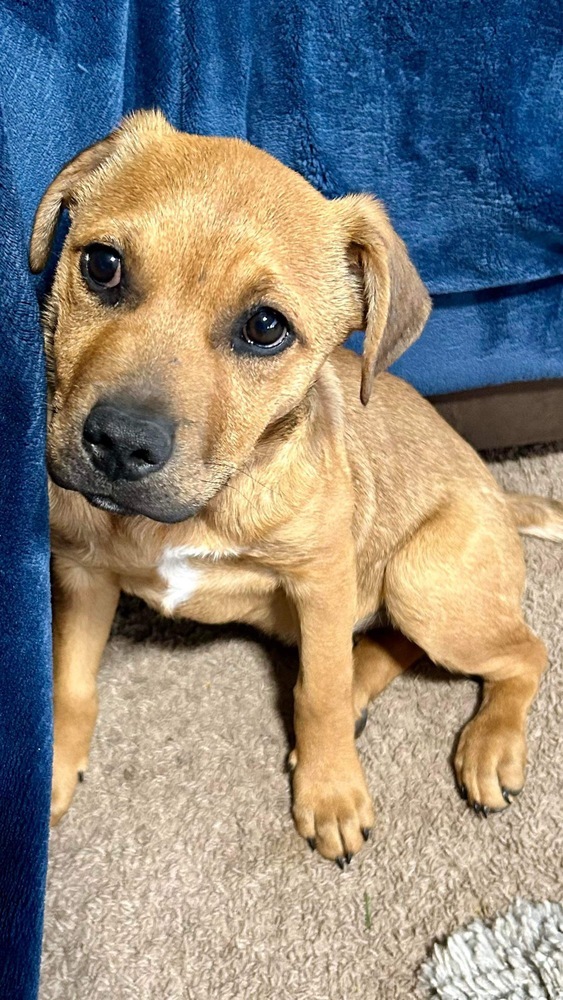 Oscar