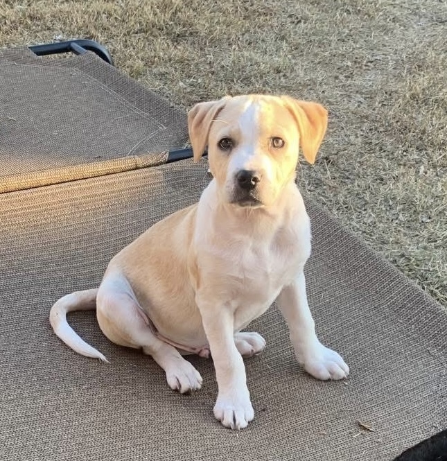Ranger