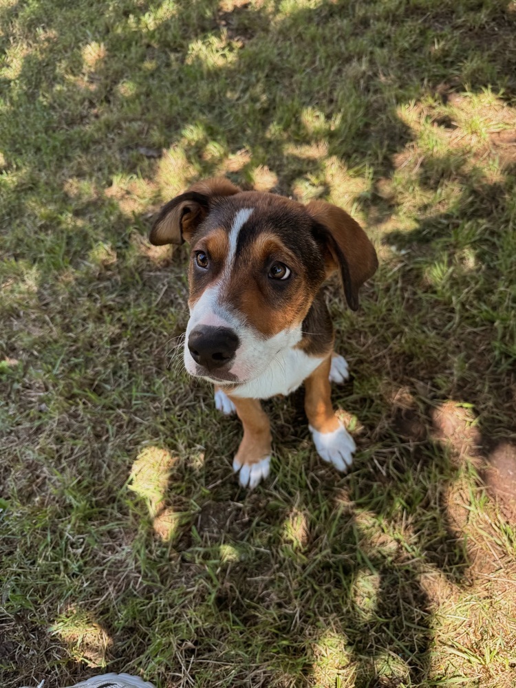 Hank