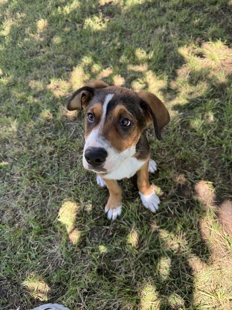 Hank