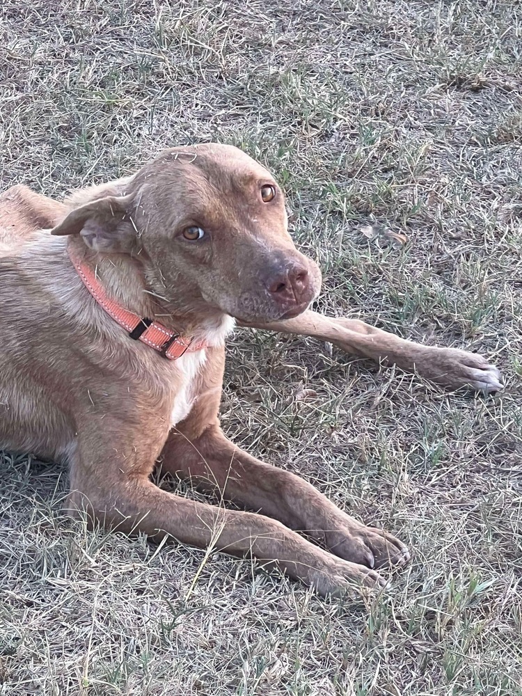 Reba