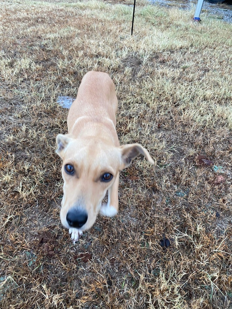 Penny